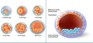 What is a blastocyst? Why is blastocyst transfer so successful?